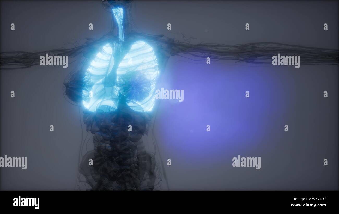 Polmoni umani esame radiologico Foto Stock