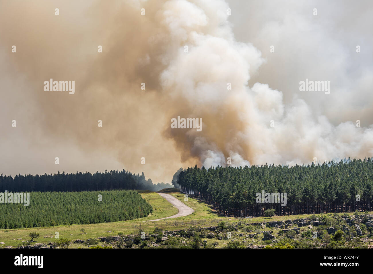 Wildfire, incendio in una foresta. Foto Stock