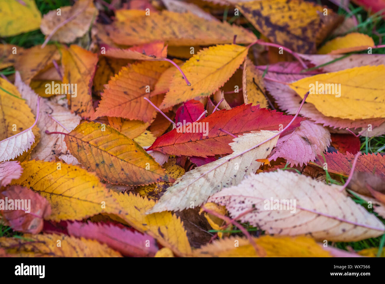 Colorato Foglie di autunno caduti a terra Foto Stock