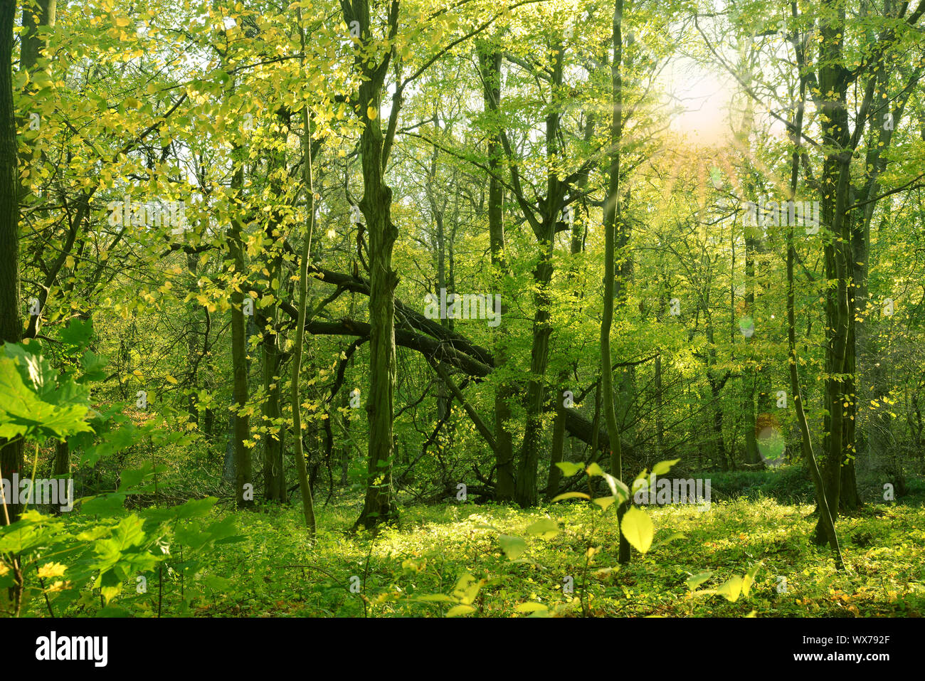 Woodland Foto Stock