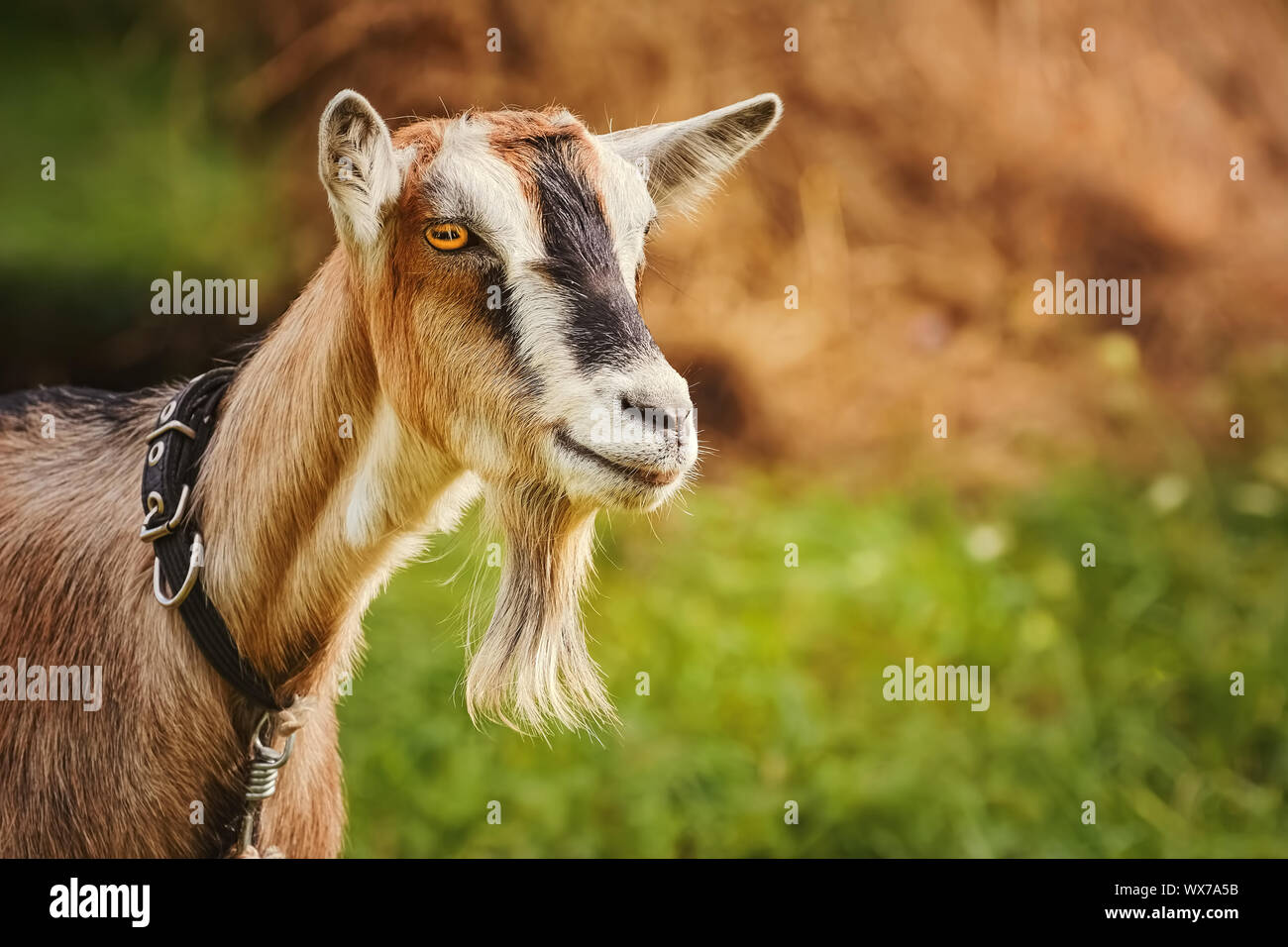 Ritratto di caprone Foto Stock