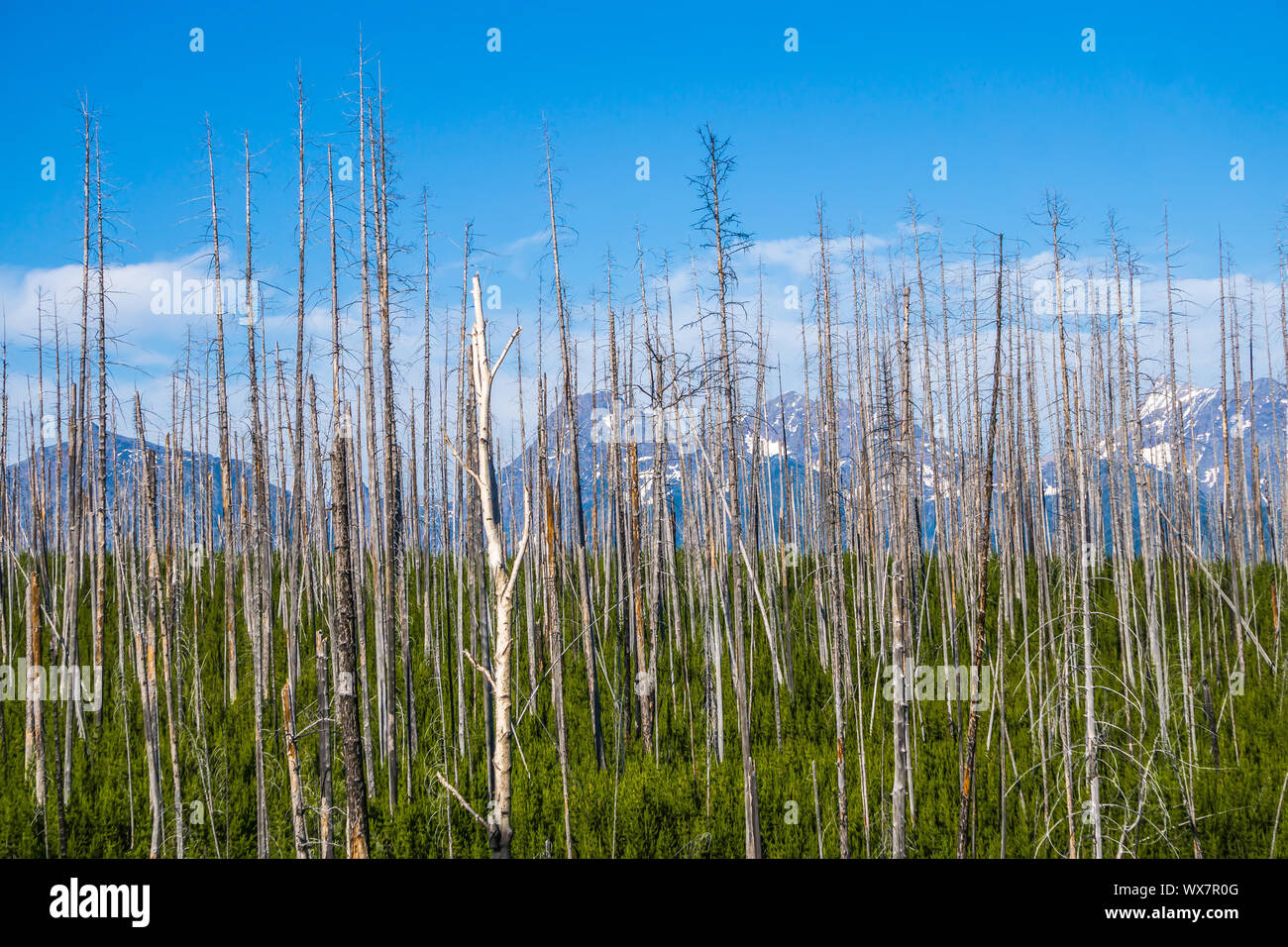 Il lago di McDonald Glacier National Park Foto Stock