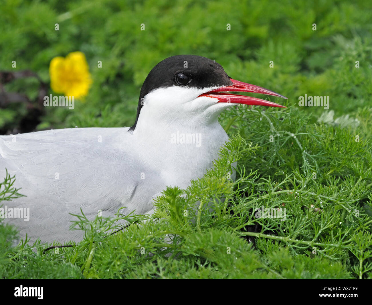 Close-up di Arctic Tern (sterna paradisaea) aka Sea Swallow nidificanti nel verde folto fogliame di massa sulla isola di maggio, Firth of Forth, Fife, Scozia, Regno Unito Foto Stock