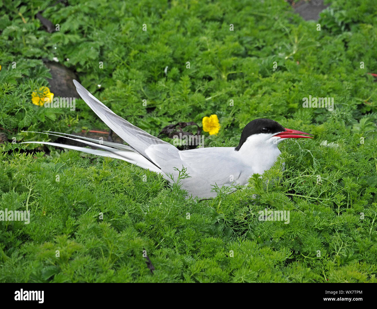 Arctic Tern (sterna paradisaea) aka Sea Swallow nidificanti nel verde folto fogliame di massa sulla isola di maggio, Firth of Forth, Fife, Scozia, Regno Unito Foto Stock