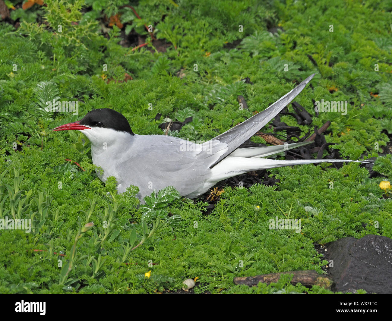 Arctic Tern (sterna paradisaea) aka Sea Swallow nidificanti nel verde folto fogliame di massa sulla isola di maggio, Firth of Forth, Fife, Scozia, Regno Unito Foto Stock