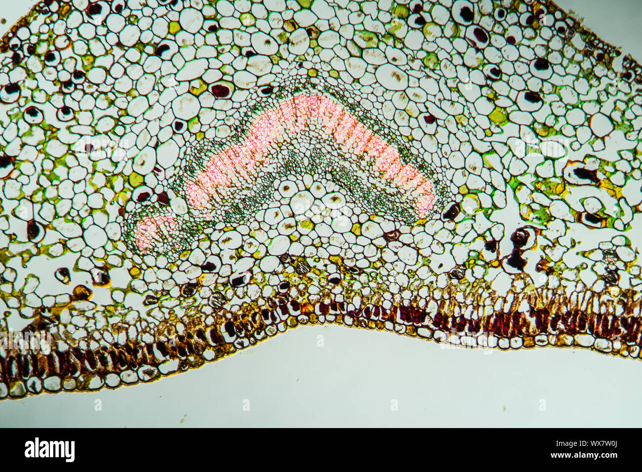 Cera di foglie di albero di sezione trasversale 200x Foto Stock