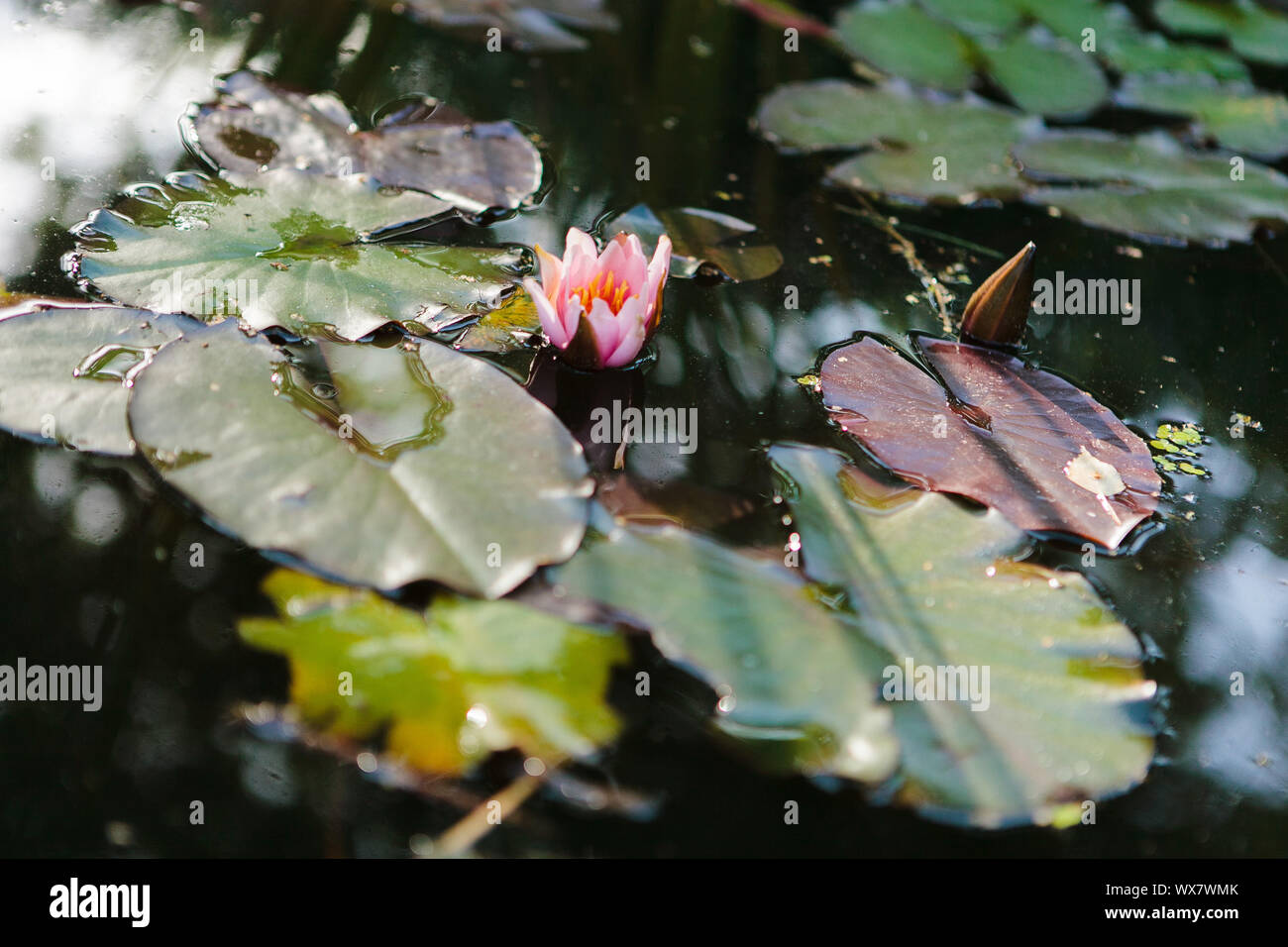 Fiore di loto e piante di loto all'alba. Riflessi nell'acqua. Foto Stock