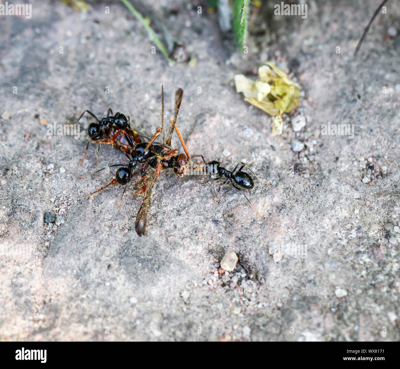 Grande nero formiche con catturato wasp Foto Stock