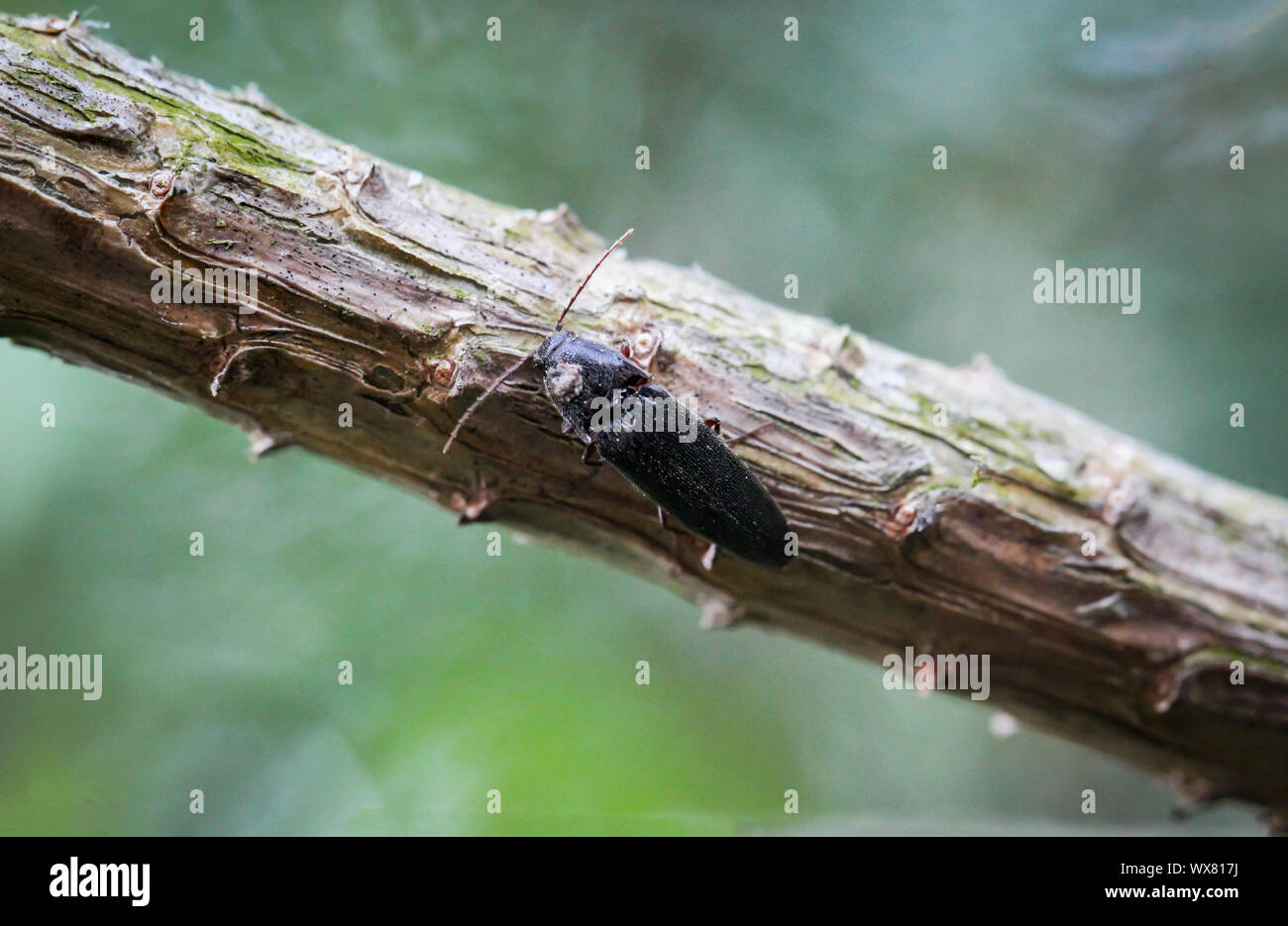 Beetle su un impianto Foto Stock