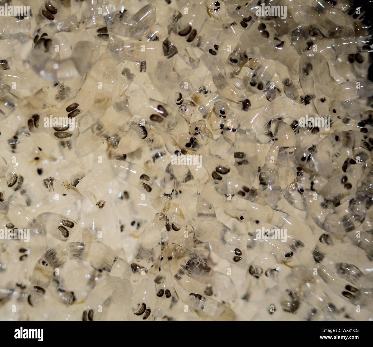 Bianco di larve di zanzara, alimenti per pesci Foto Stock