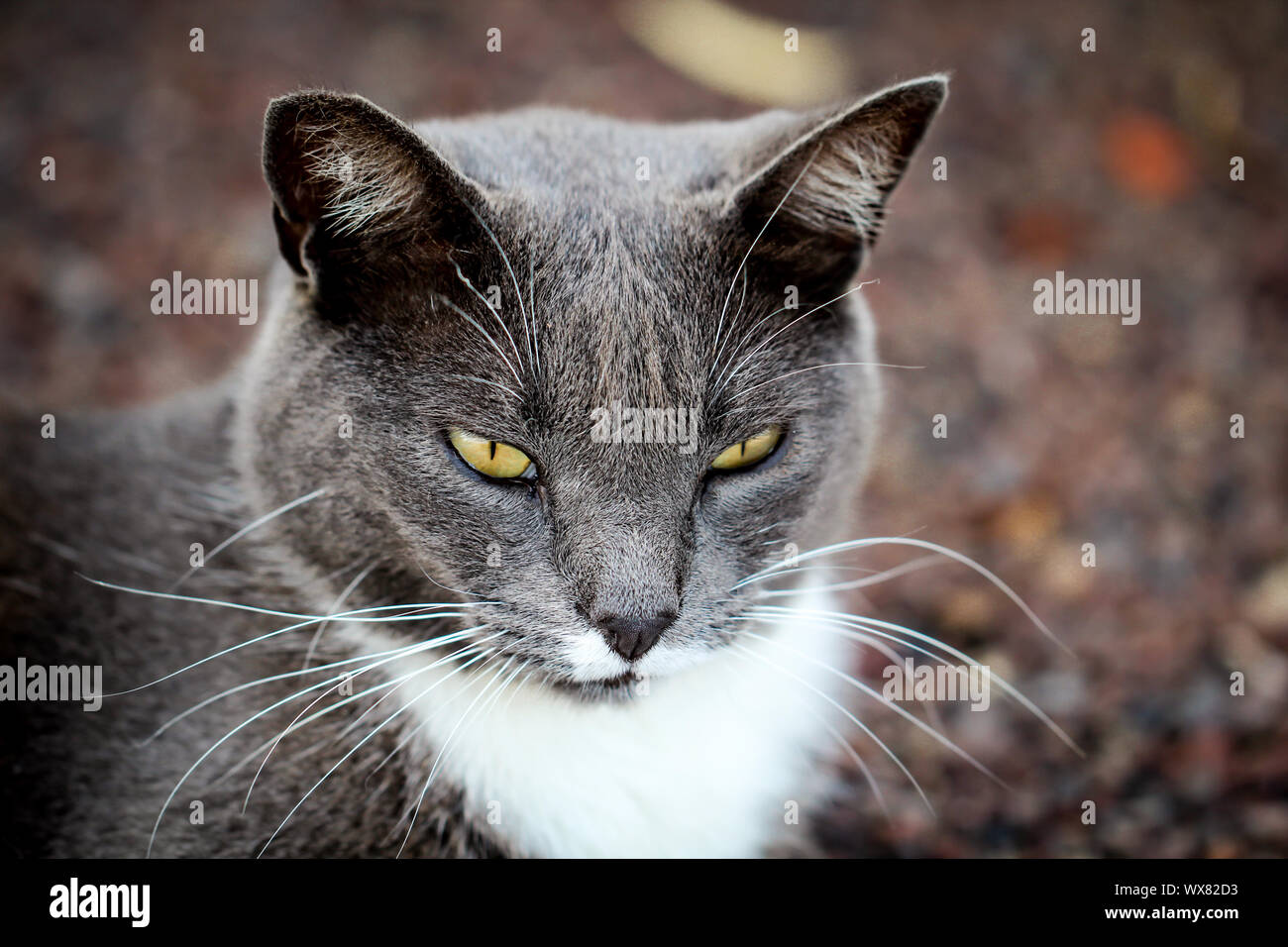 Ritratto di un gatto Foto Stock