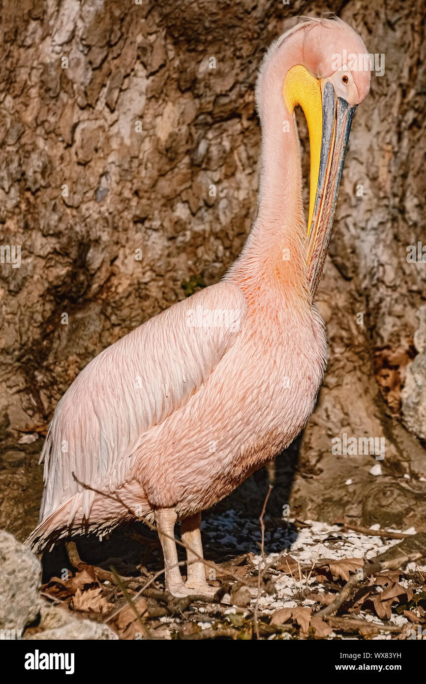 Pelican vicino la struttura ad albero Foto Stock