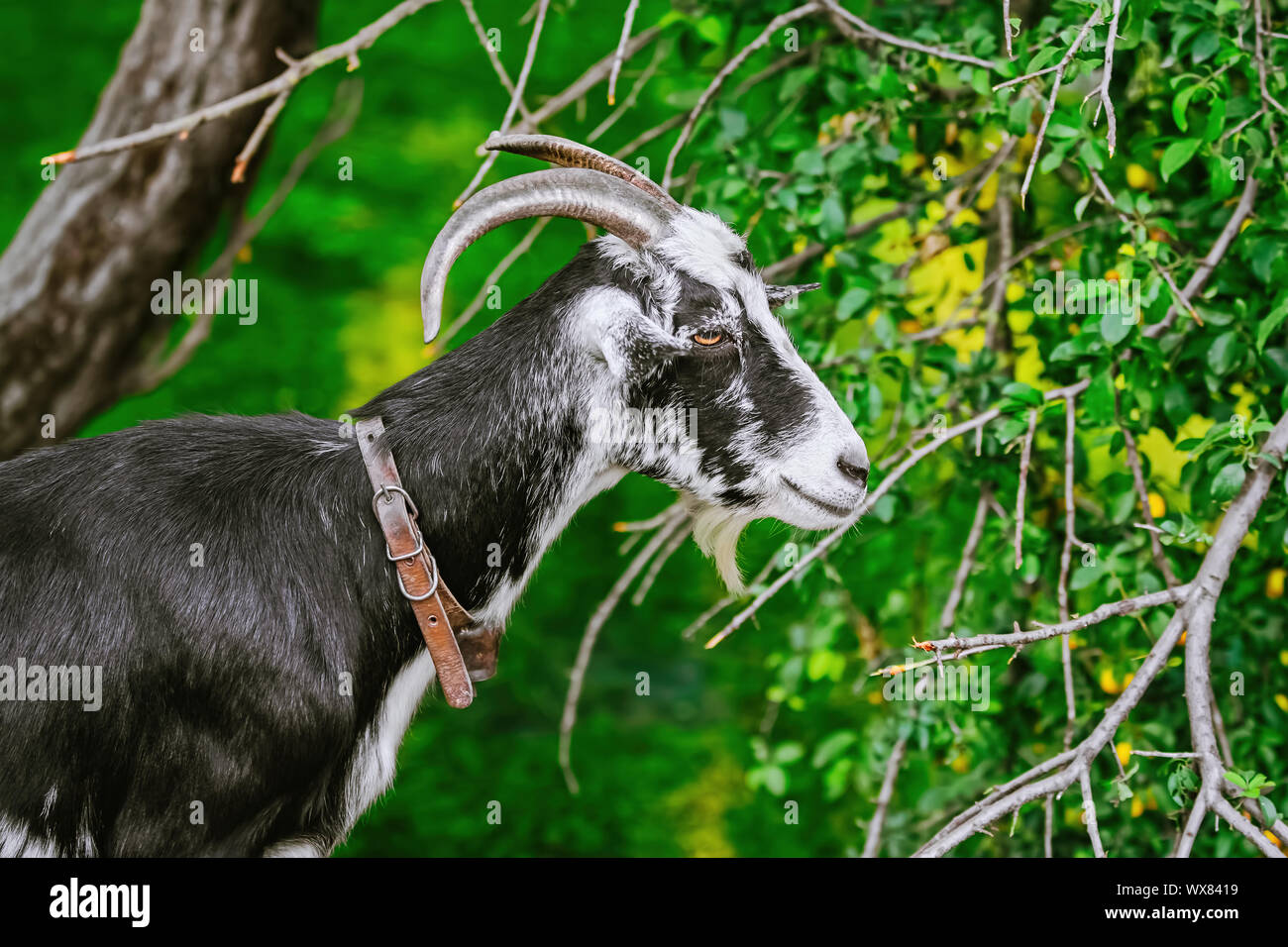 Ritratto di capra Foto Stock