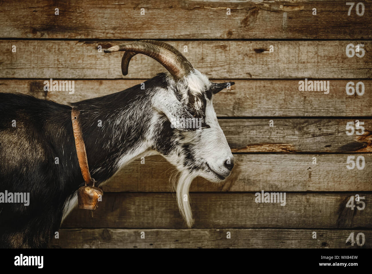Ritratto di capra Foto Stock