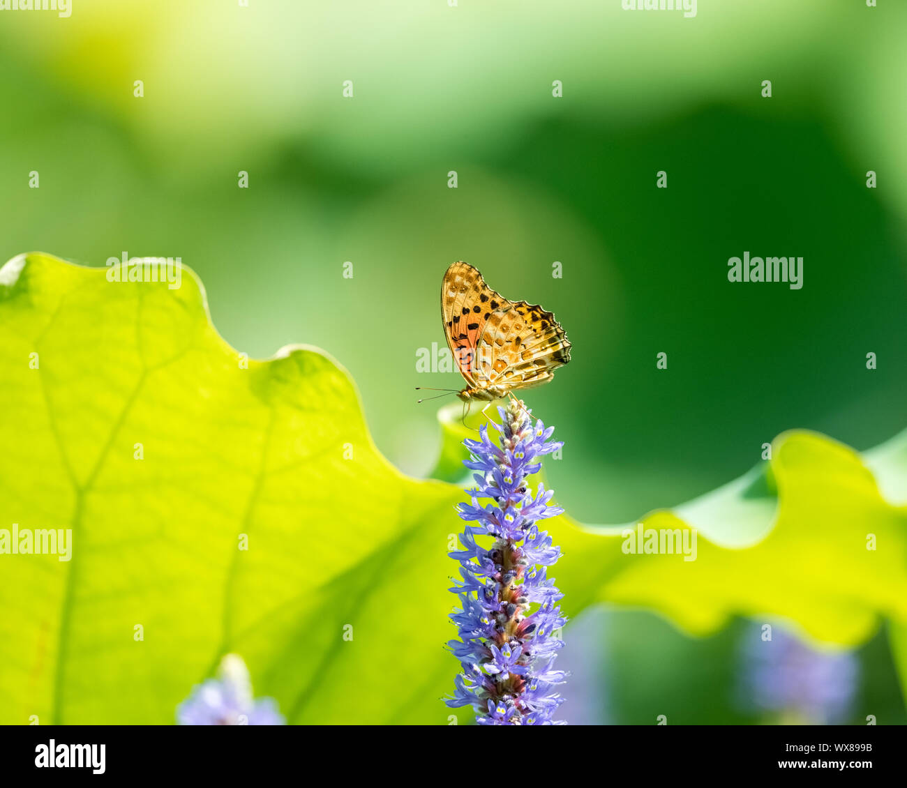 Butterfly si stabilirono in fiore Foto Stock