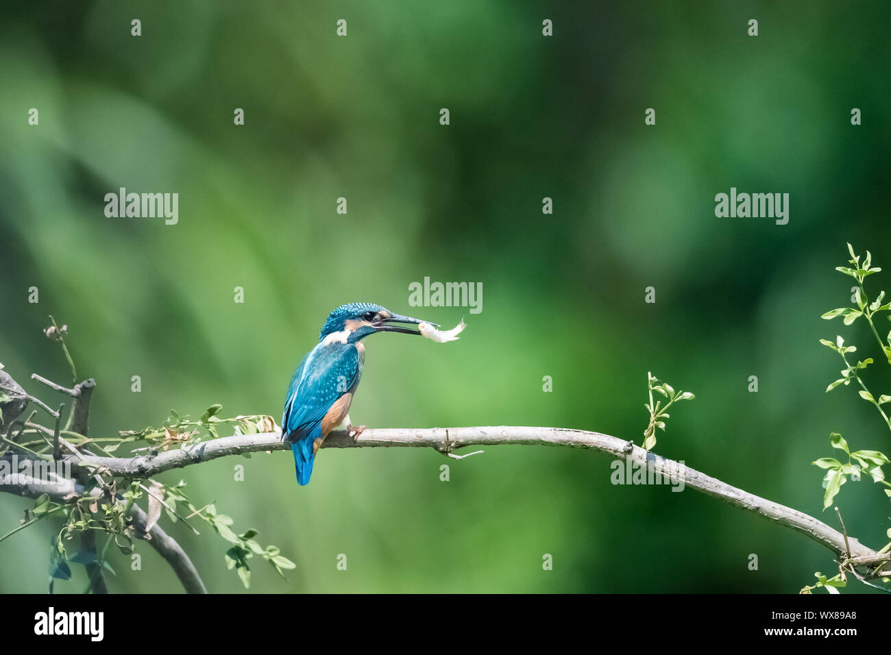 Kingfisher mangiare pesce closeup Foto Stock