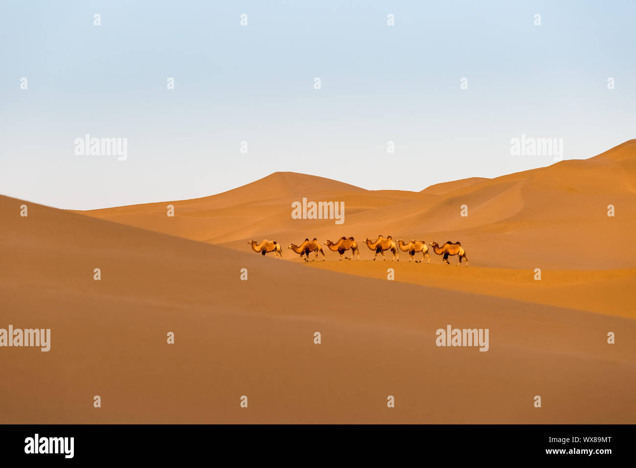 Il paesaggio del deserto e team Camel Foto Stock