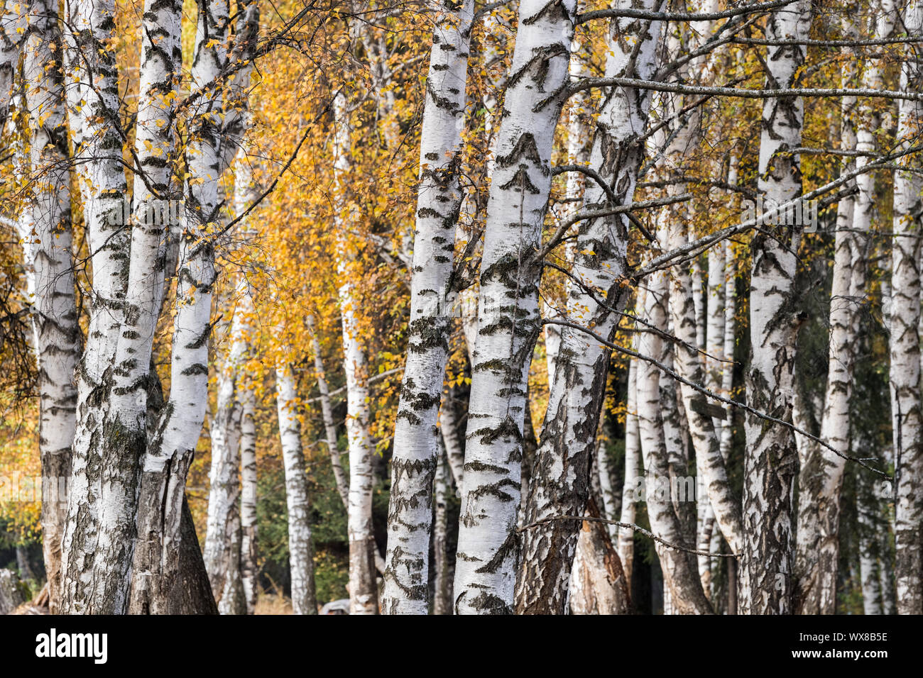 White boschi di betulle in autunno Foto Stock