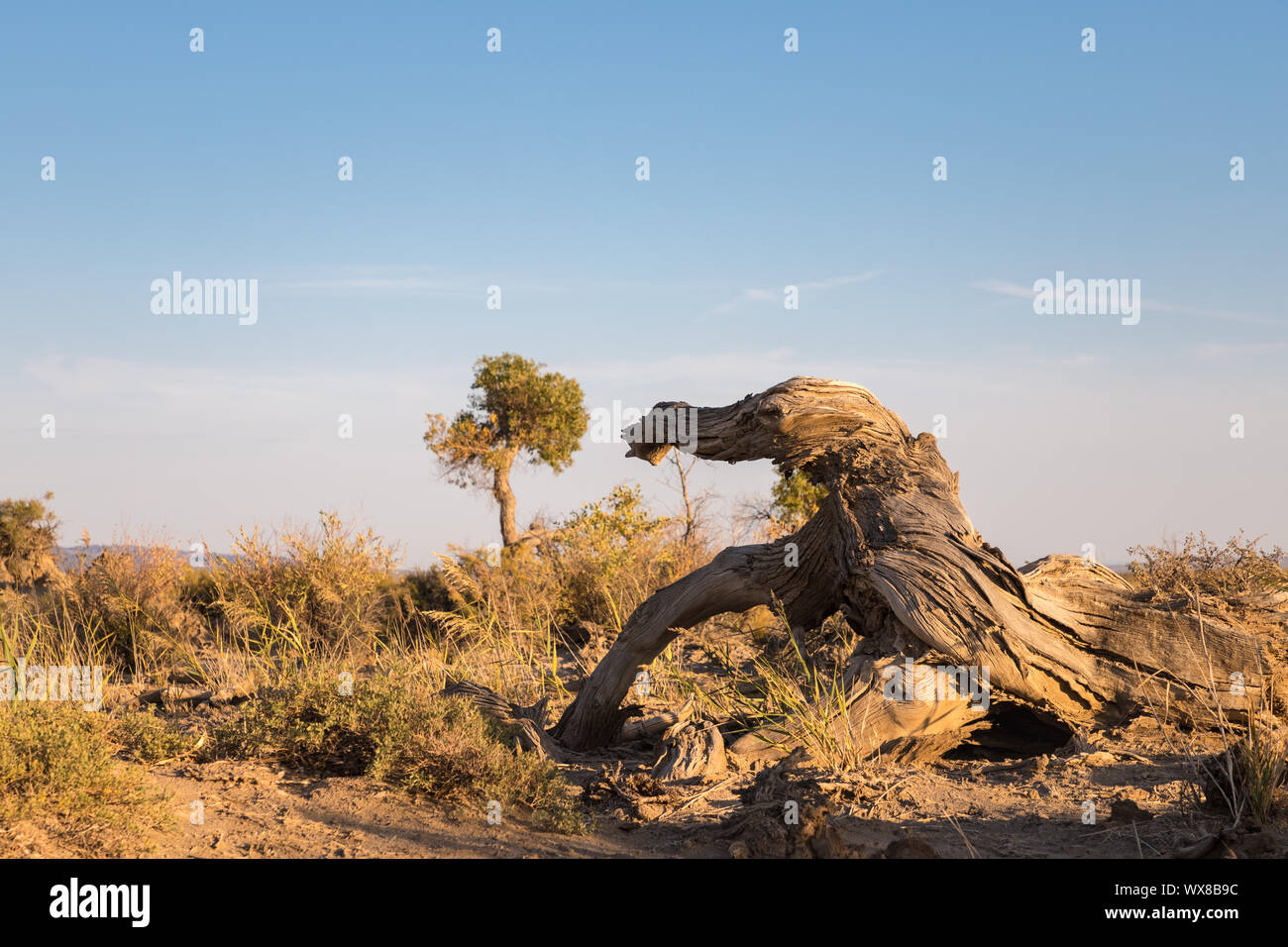 Populus euphratica su gobi Foto Stock