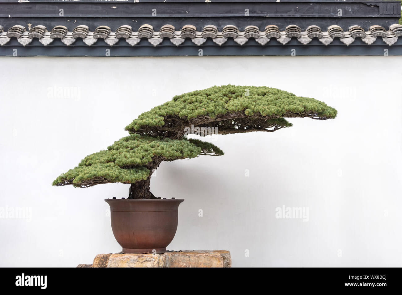 Antico bonsai di pino Foto Stock