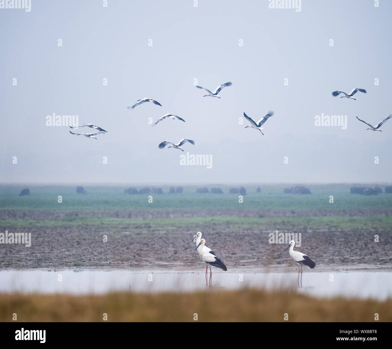 Oriental cicogna bianca in jiangxi lago poyang Foto Stock