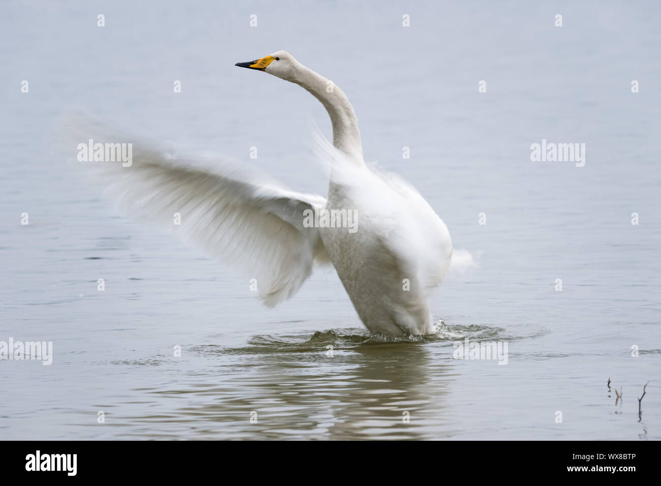 Whooper swan closeup Foto Stock