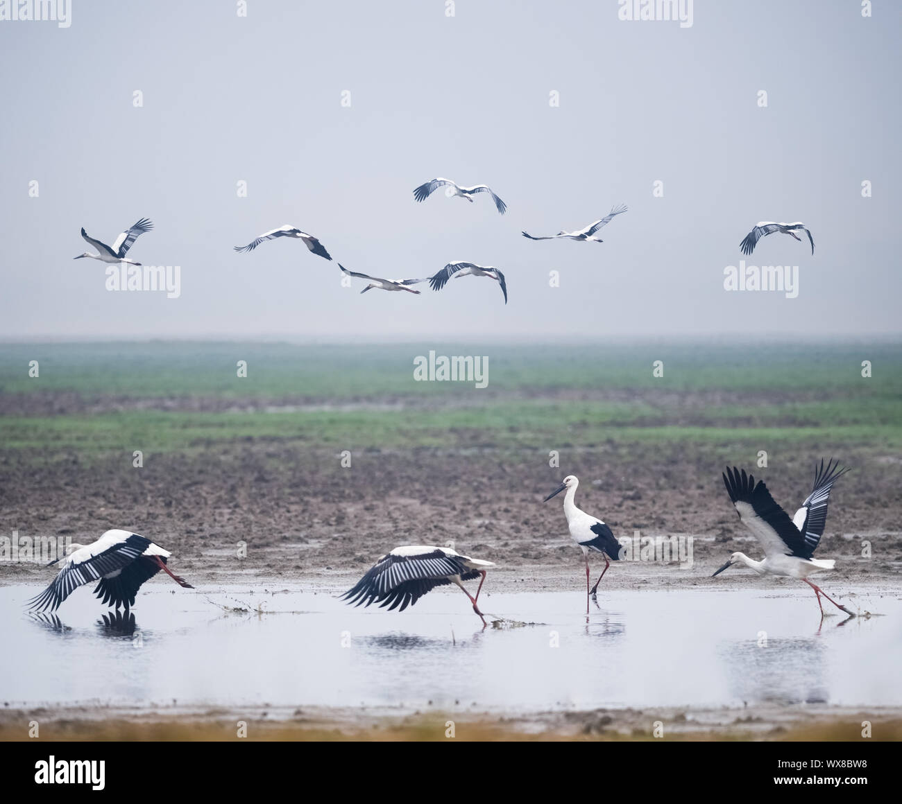 Paesaggio delle paludi della splendida Oriental cicogna bianca Foto Stock