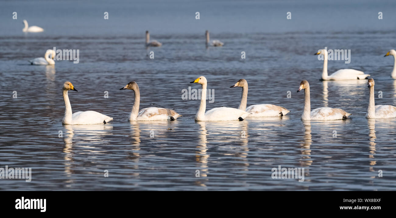 Whooper cigni nel lago Foto Stock