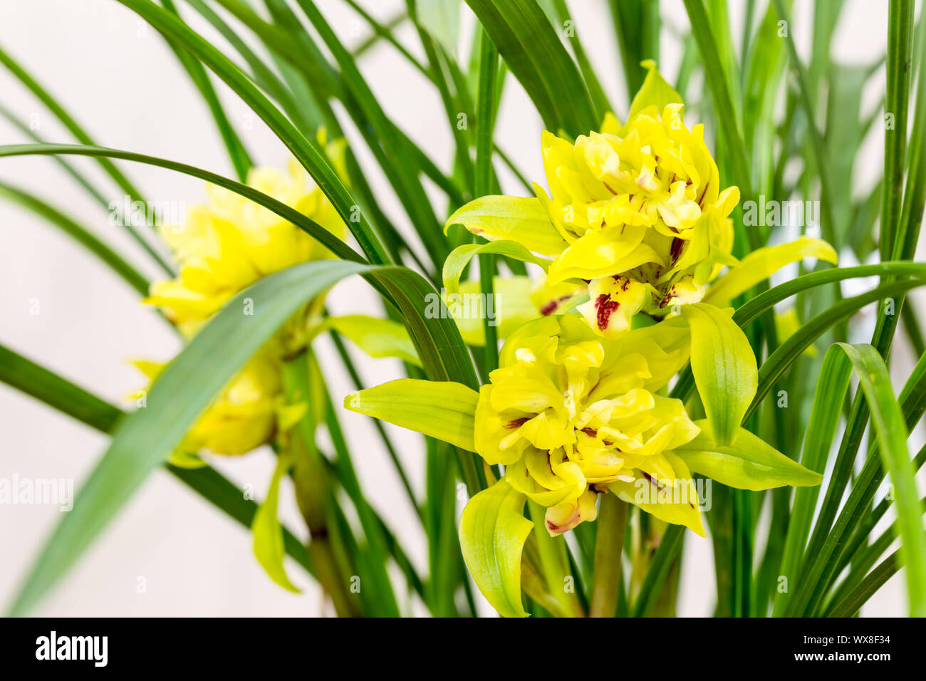 Orchidee closeup in primavera Foto Stock
