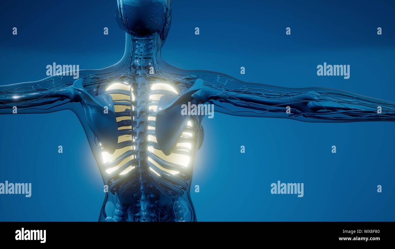 Polmoni umani esame radiologico Foto Stock