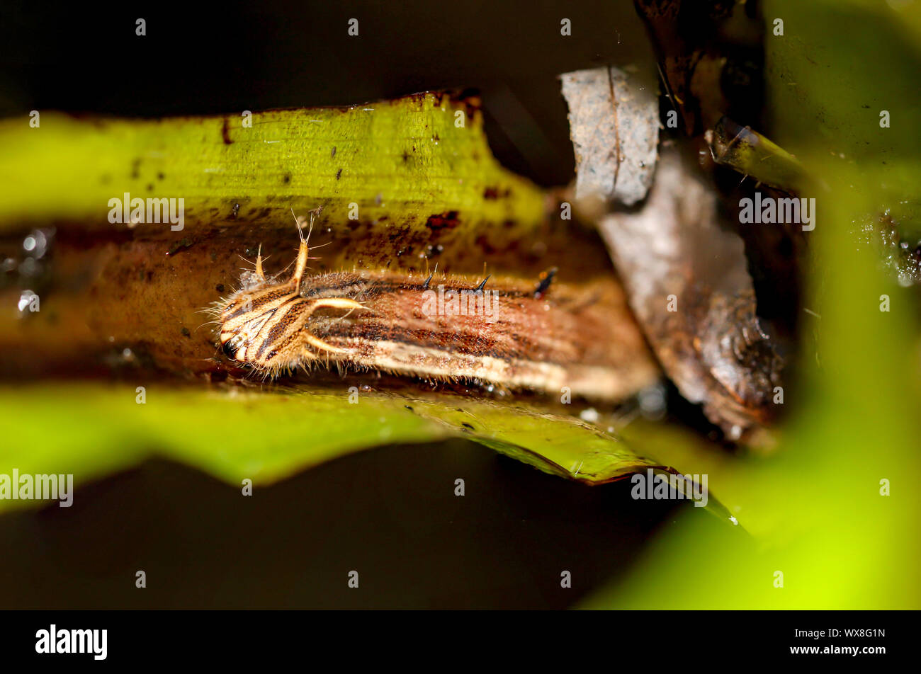 Caterpillar di banana butterfly Foto Stock