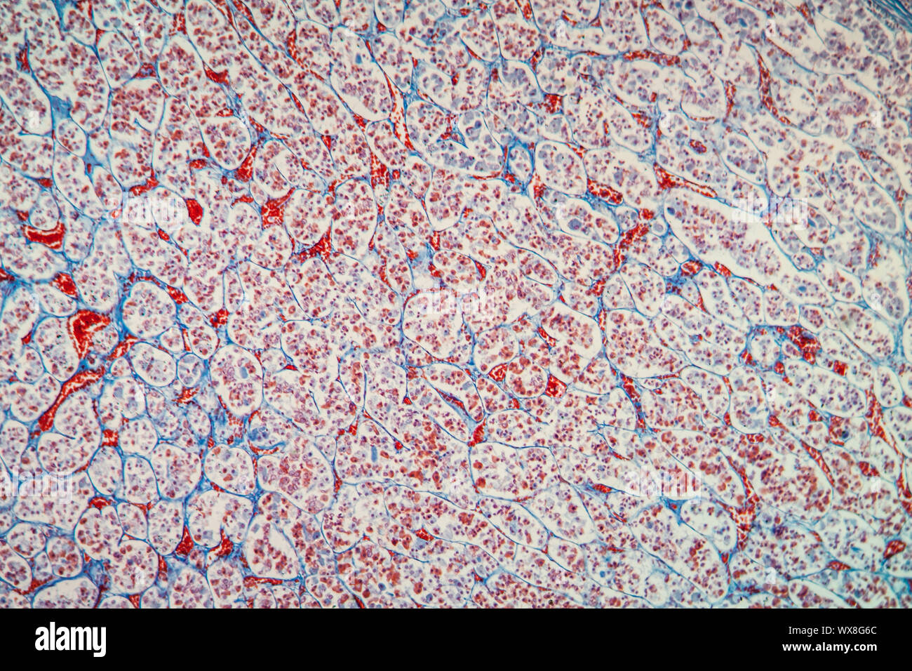 Tessuto ipofisario sotto il microscopio 100x Foto Stock