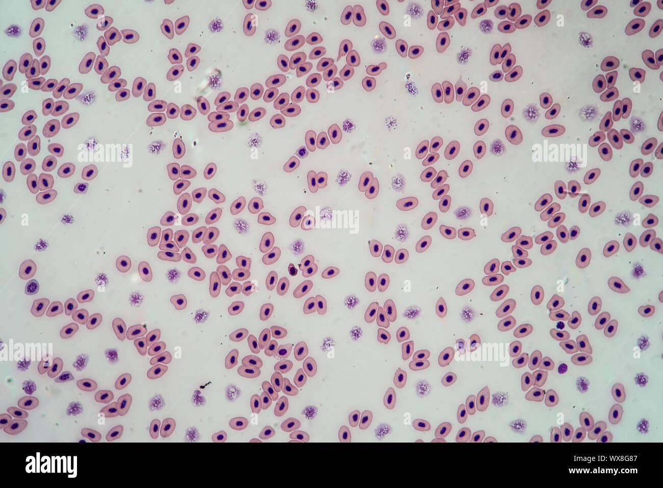 Frog sangue sangue cellule con nuclei cellulari 200x Foto Stock