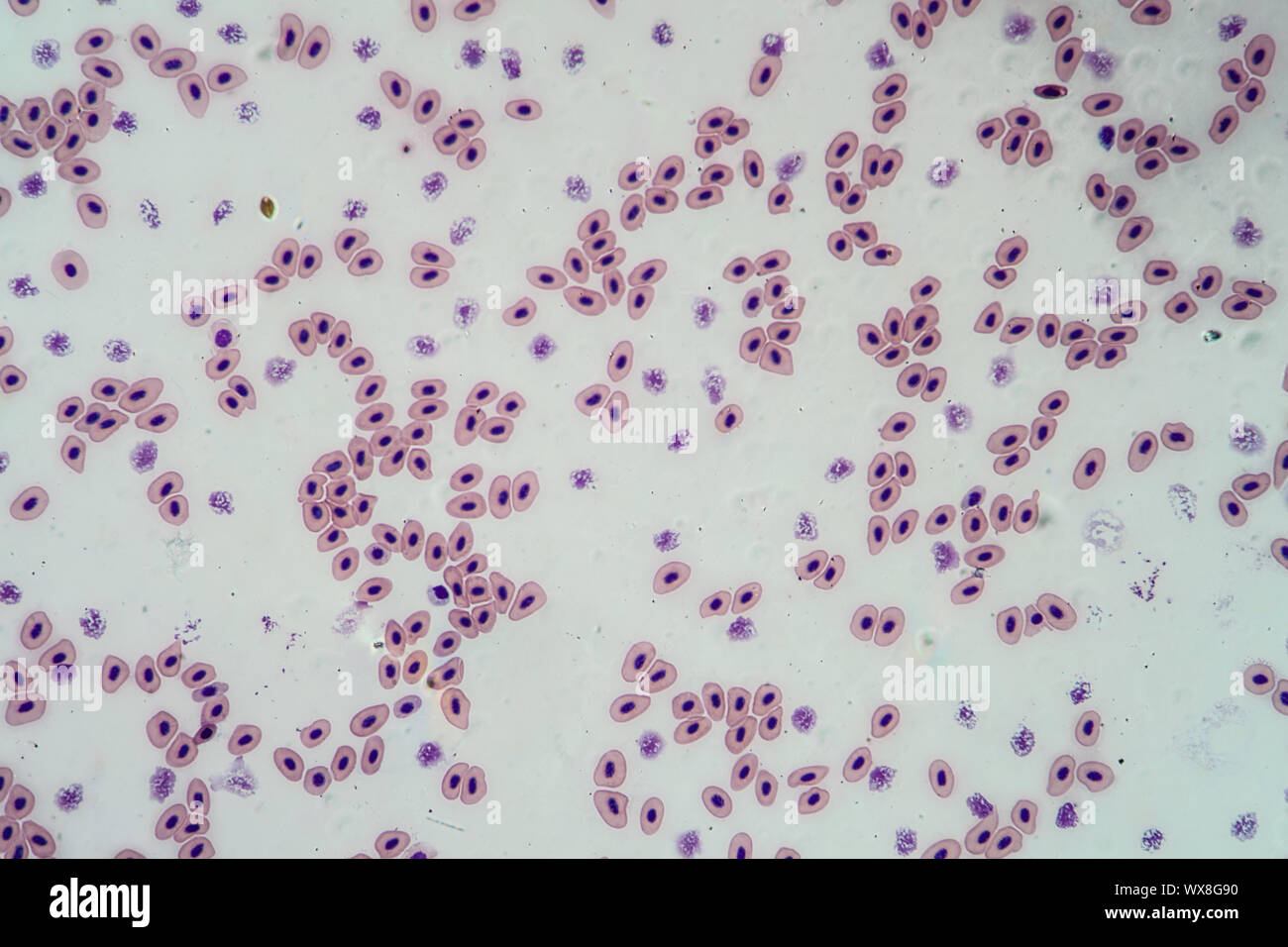 Frog sangue sangue cellule con nuclei cellulari 200x Foto Stock