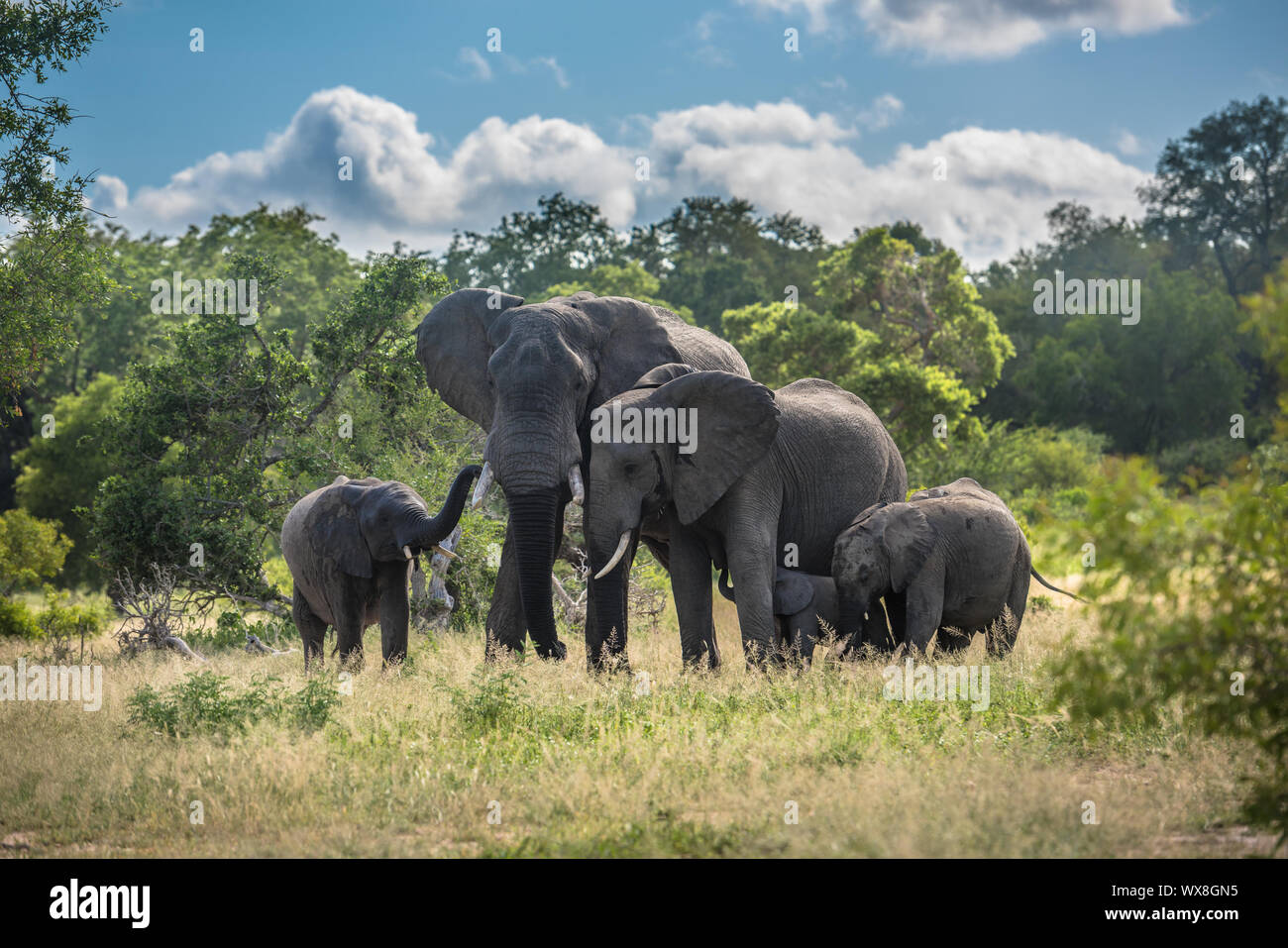 Famiglia di elefanti nel Parco Nazionale di Kruger, Sud Africa. Foto Stock