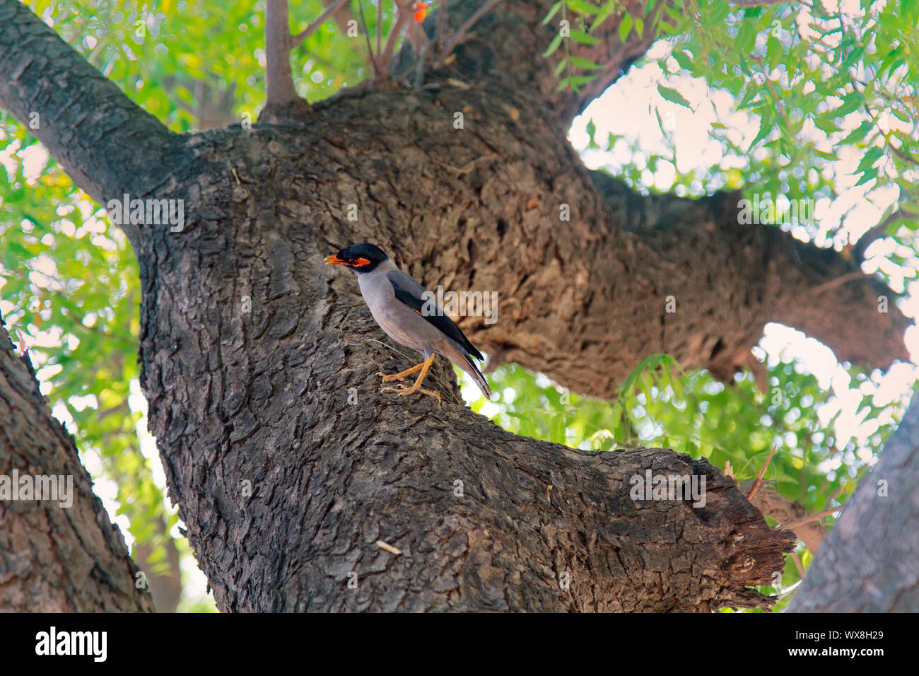 Starling myna (Acridotheres tristis) si siede sul tronco Foto Stock