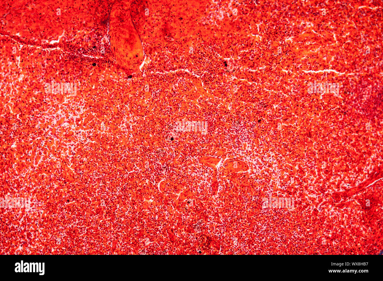 Rana tessuto feltro sotto il microscopio 100x Foto Stock