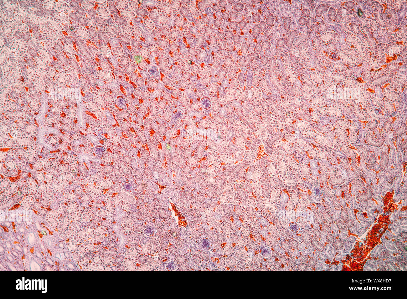 Rene tessuto di pollo sotto il microscopio 100x Foto Stock