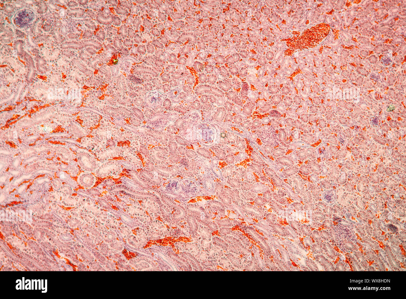 Rene tessuto di pollo sotto il microscopio 100x Foto Stock