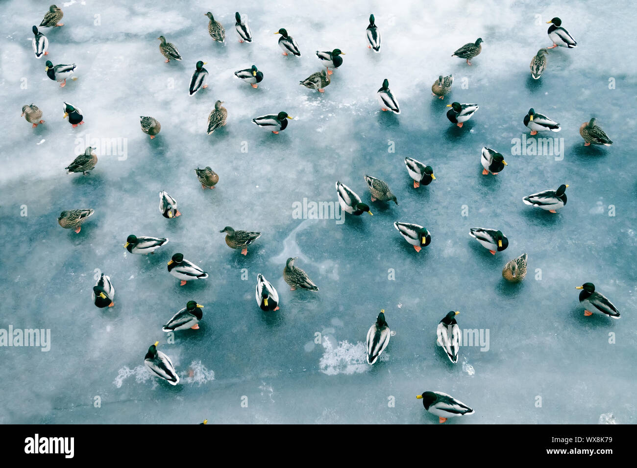 Grande accumulo di anatre in inverno sul ghiaccio del serbatoio. Foto Stock