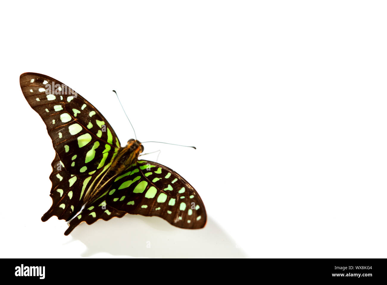 Graphium isolati su sfondo bianco Foto Stock