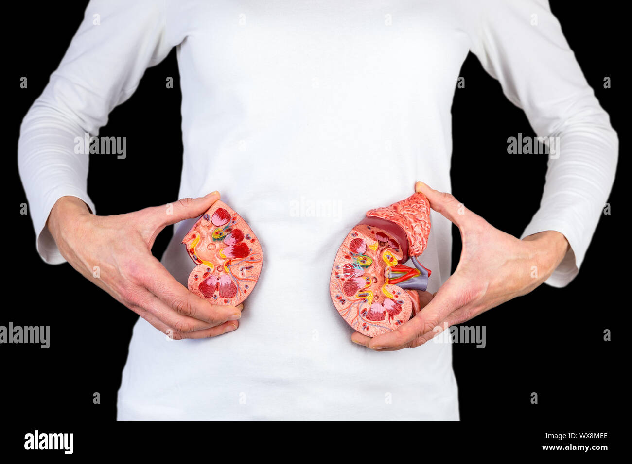Donna che mantiene il modello di rene in corrispondenza di un corpo bianco Foto Stock