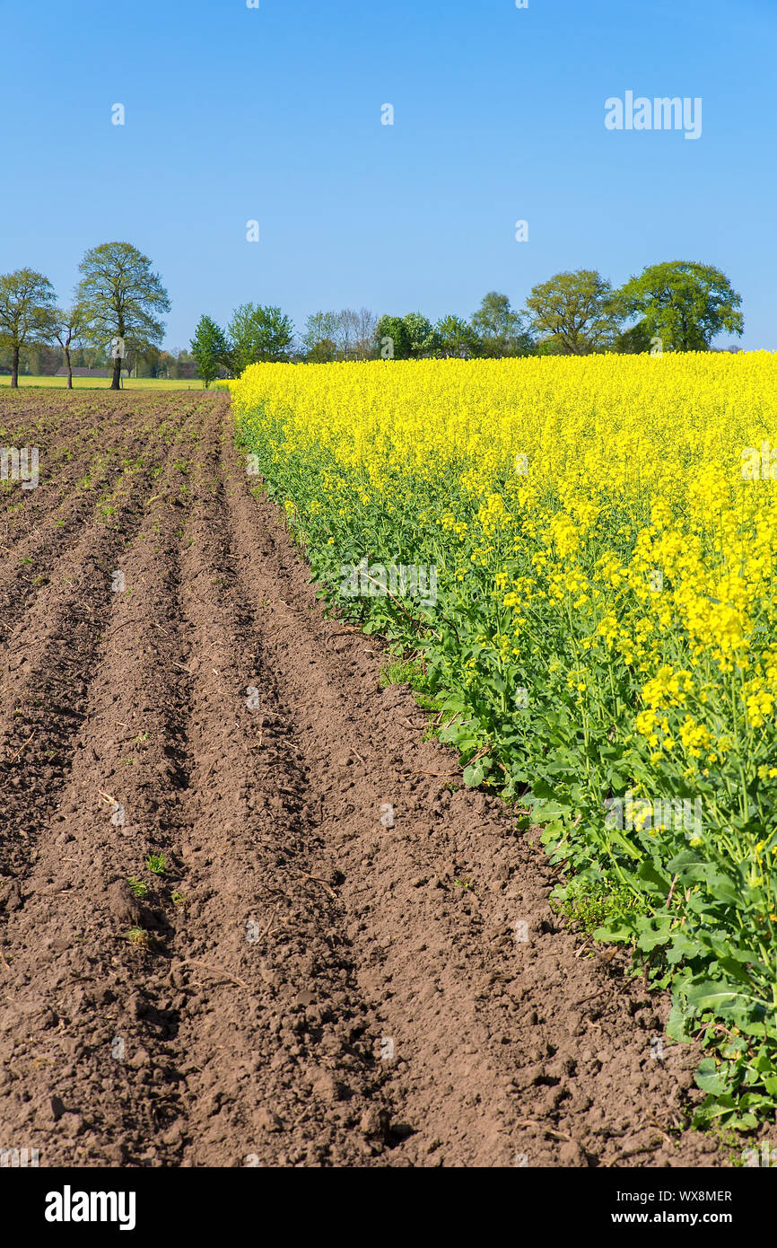 Agricola paesaggio olandese con il terreno e campo di colza Foto Stock