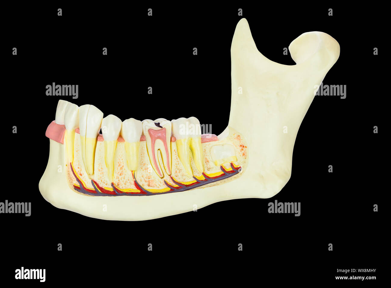 Modello di osso mandibolare umana con denti su sfondo nero Foto Stock