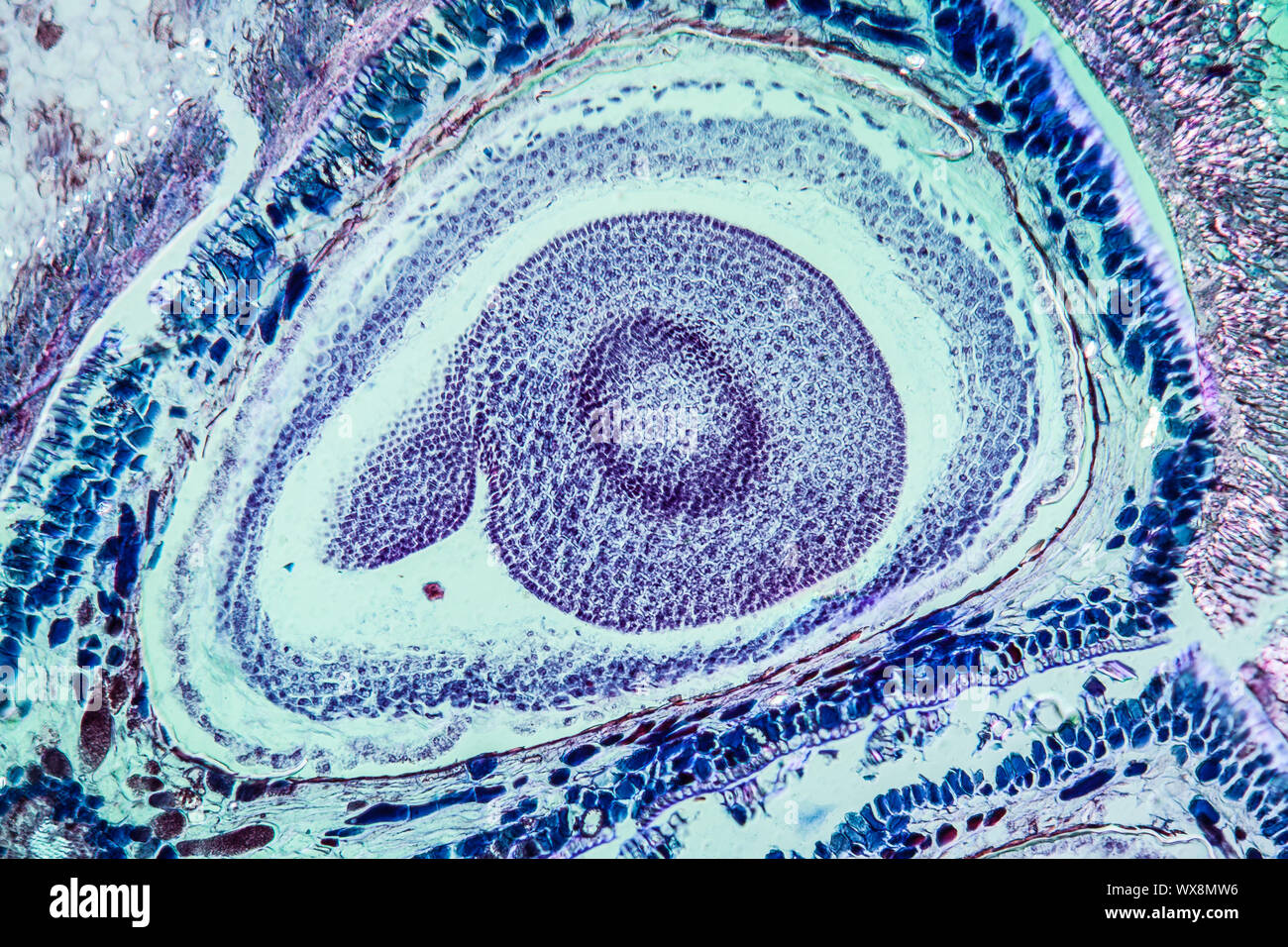Polpa di mela sotto il microscopio 100x Foto Stock