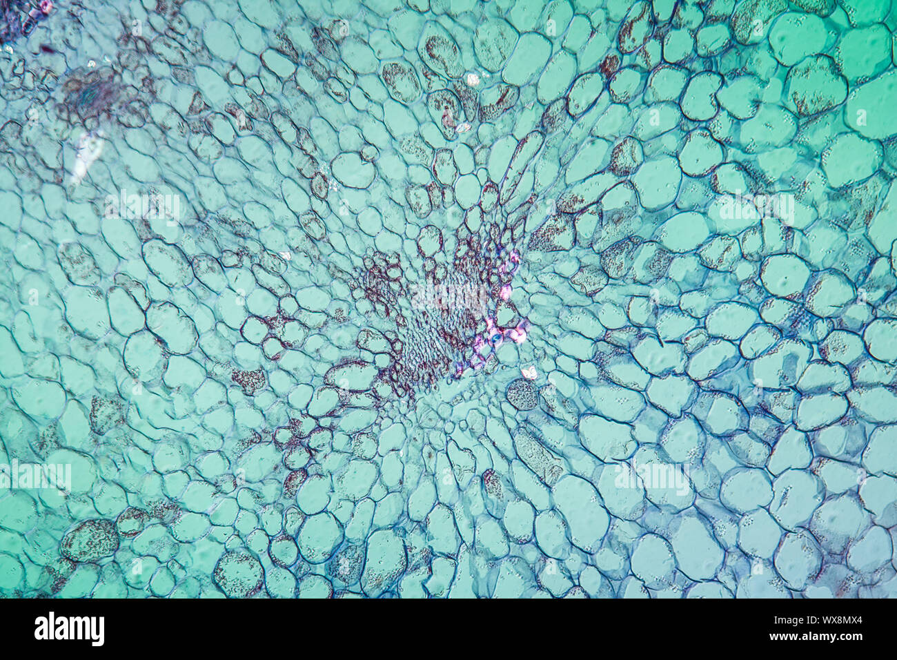 Polpa di mela sotto il microscopio 100x Foto Stock