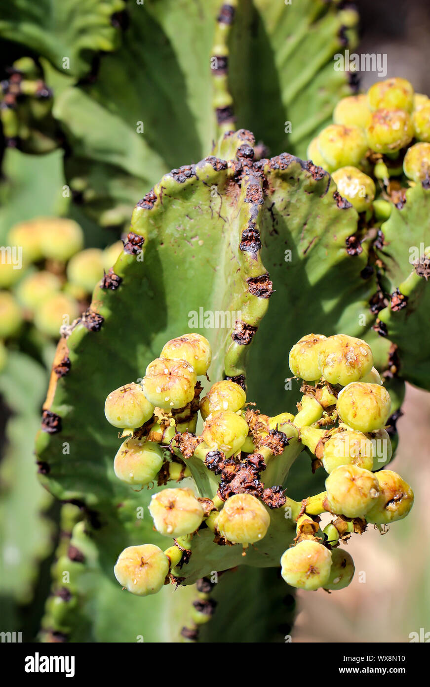 Blossom, il dettaglio di un cactus Foto Stock