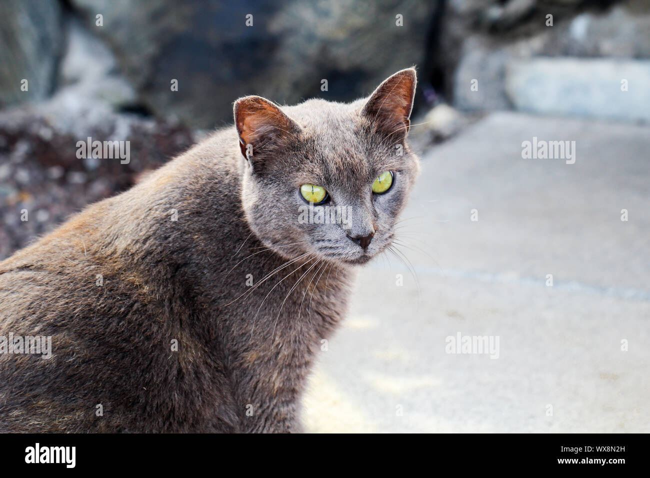 Ritratto di un gatto Foto Stock