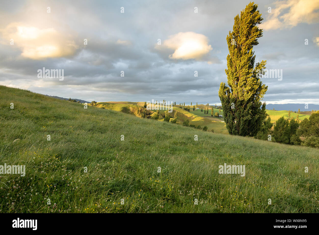 Tipico paesaggio rurale in Nuova Zelanda Foto Stock