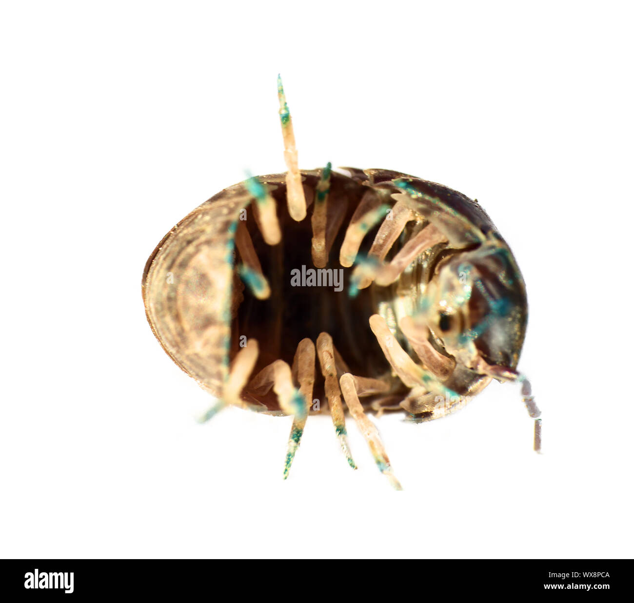 Il SOW bug (legno pidocchio) in ultra close-up Foto Stock